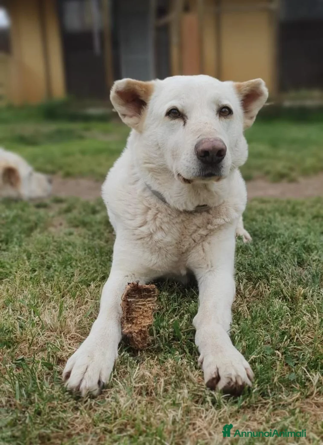 Meticcio cani in regalo: Baldo,un cuore grande per lui ci sara mai? a Pomezia - Annuncio 2