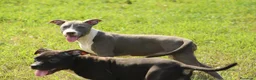 Pitbull cani in vendita: Cuccioli di Pit Bull anche a rate - Annuncio 5