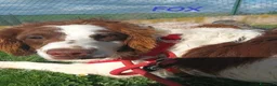 Meticcio cani in regalo: FOX un timidino tg mediopicc. a Provincia di Livorno - Annuncio 4