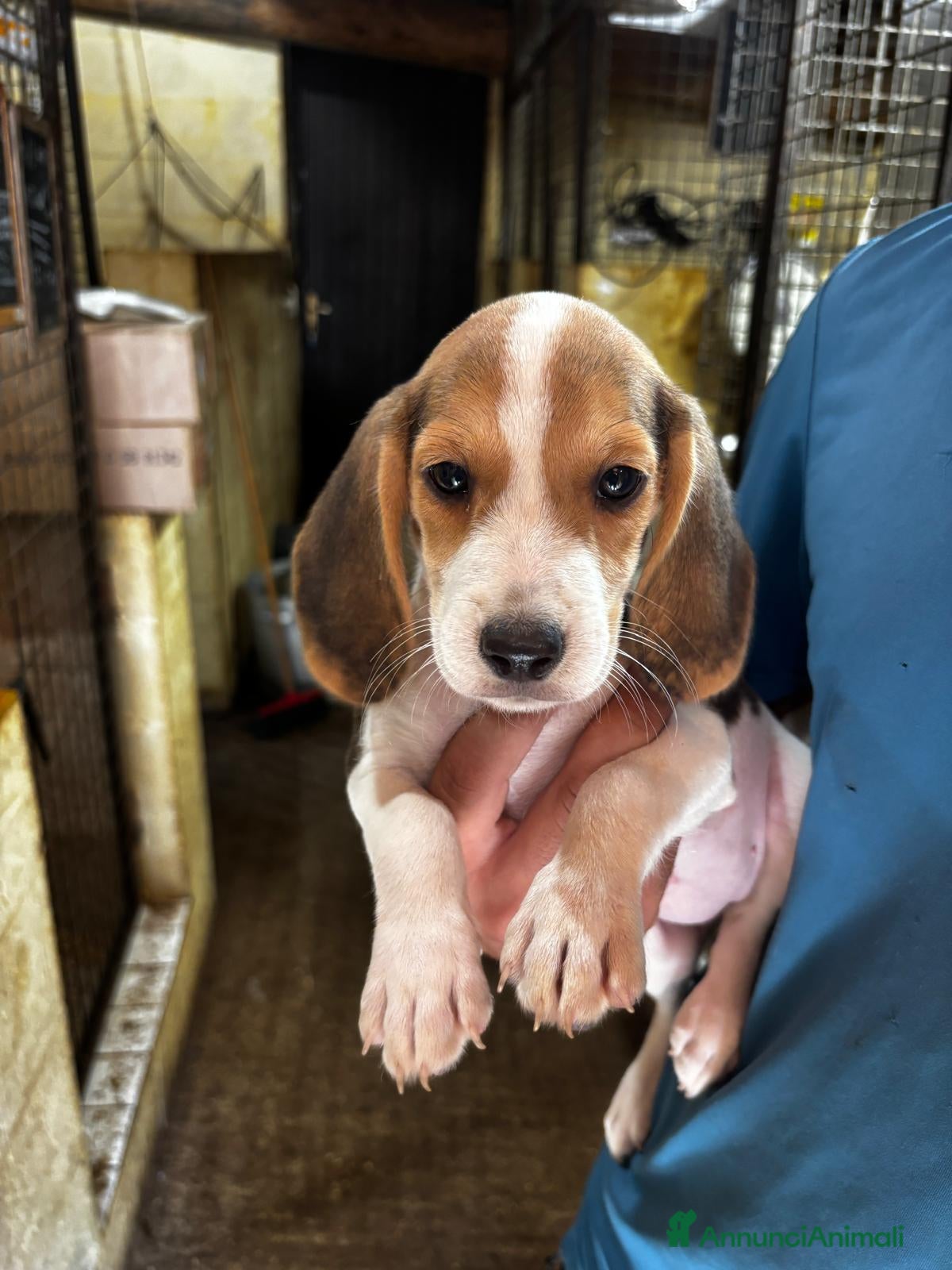 Beagle cani PROMOZIONE Cuccioli Beagle - Annuncio 8