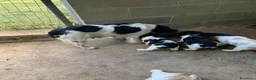 Breton cani in vendita: Vendo cuccioli di breton - Annuncio 3