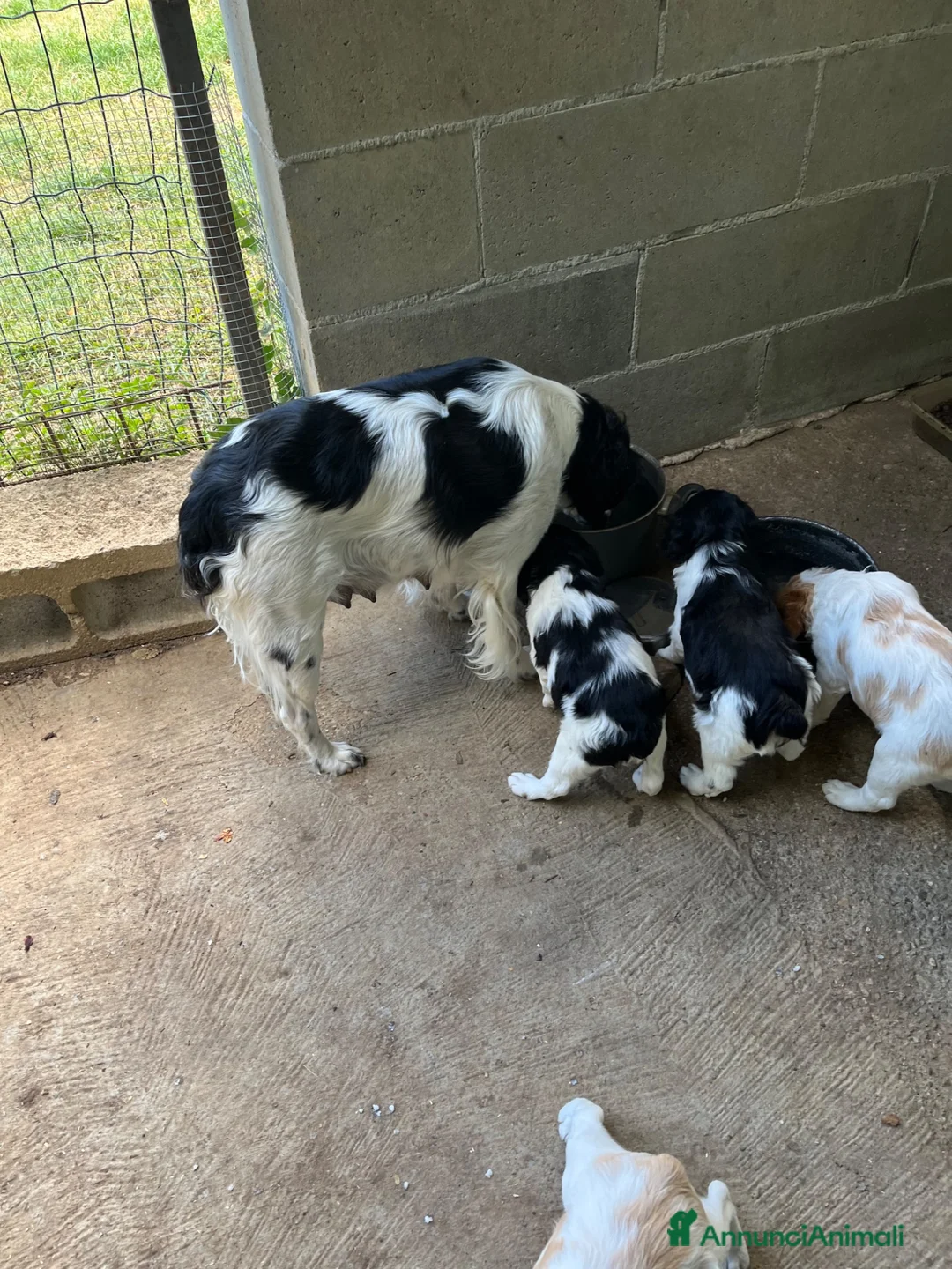 Breton cani in vendita: Vendo cuccioli di breton - Annuncio 3