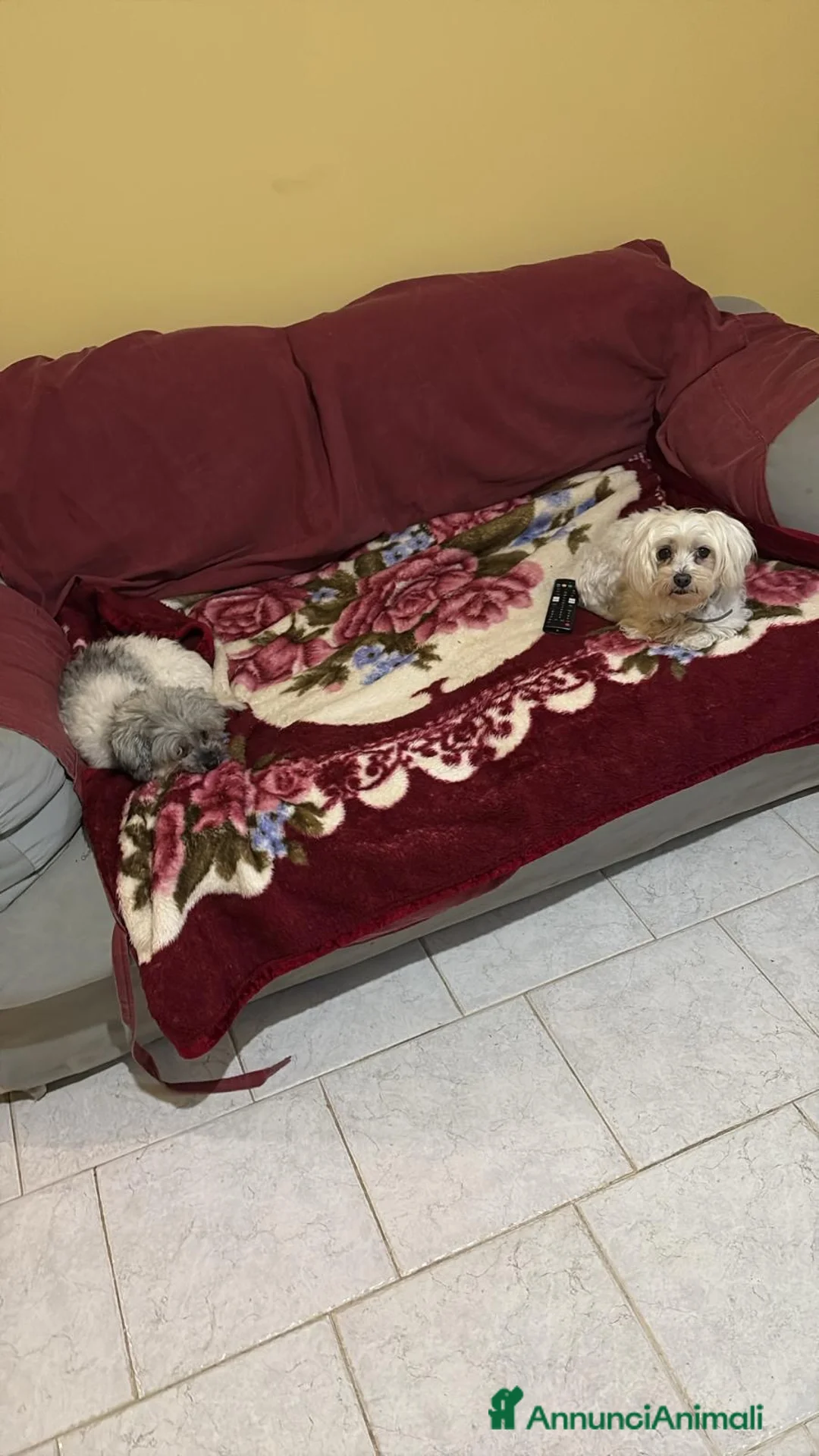 Maltipoo cani in vendita: Cuccioli maltipoo - Annuncio 10