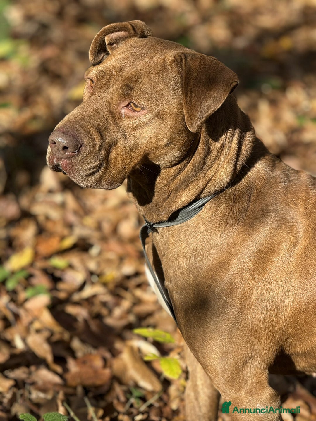 Shar Pei cani in regalo: AFRODITE, bellissima mix PIT - SHARPEI! - Annuncio 6