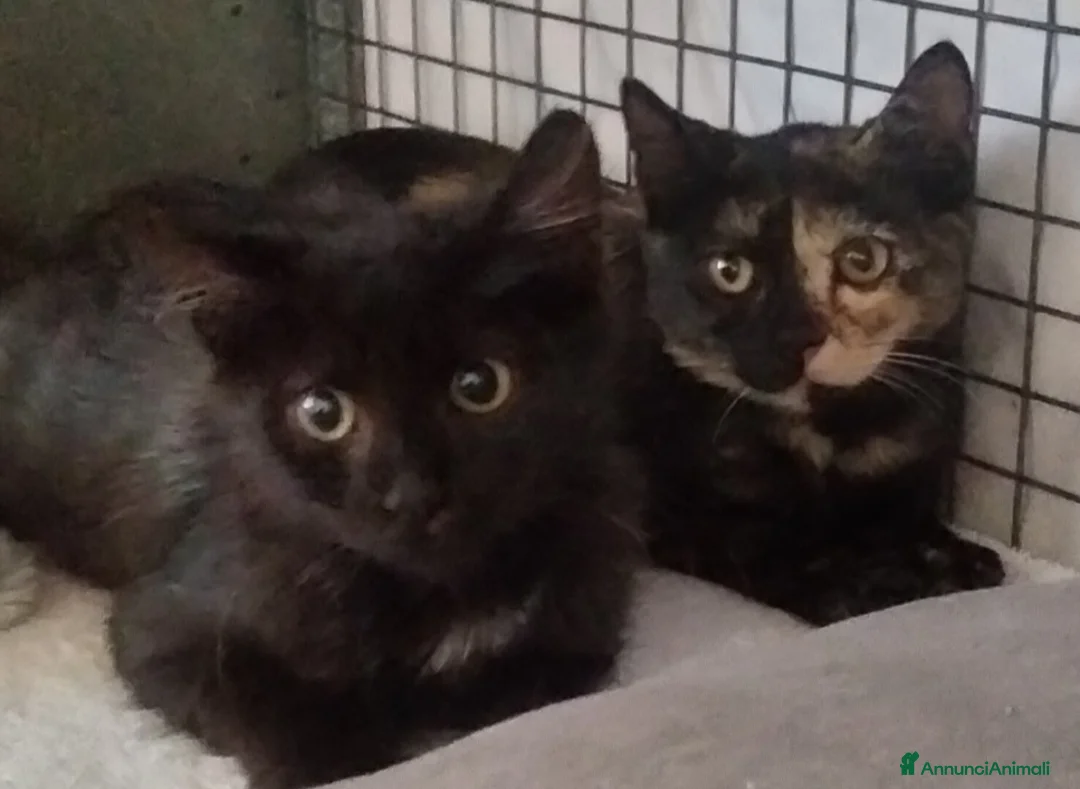 Altre razze gatti in regalo: Charlotte, Emily ed Anne cercano casa - Annuncio 4