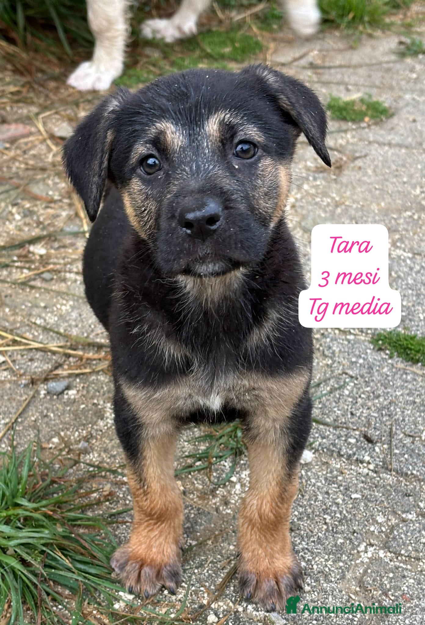Meticcio cani Cuccioli, non hanno chiesto di nascere  - Annuncio 5