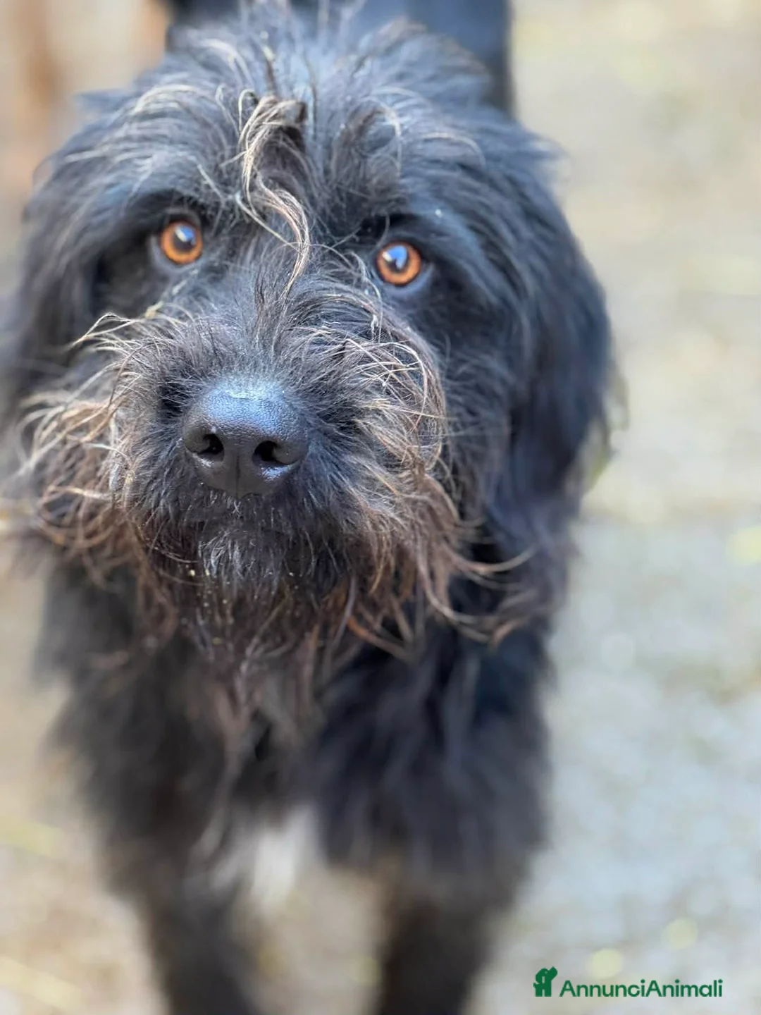 Meticcio cani in regalo: LUCKY, baffone super giocherellone cerca famiglia! - Annuncio 2