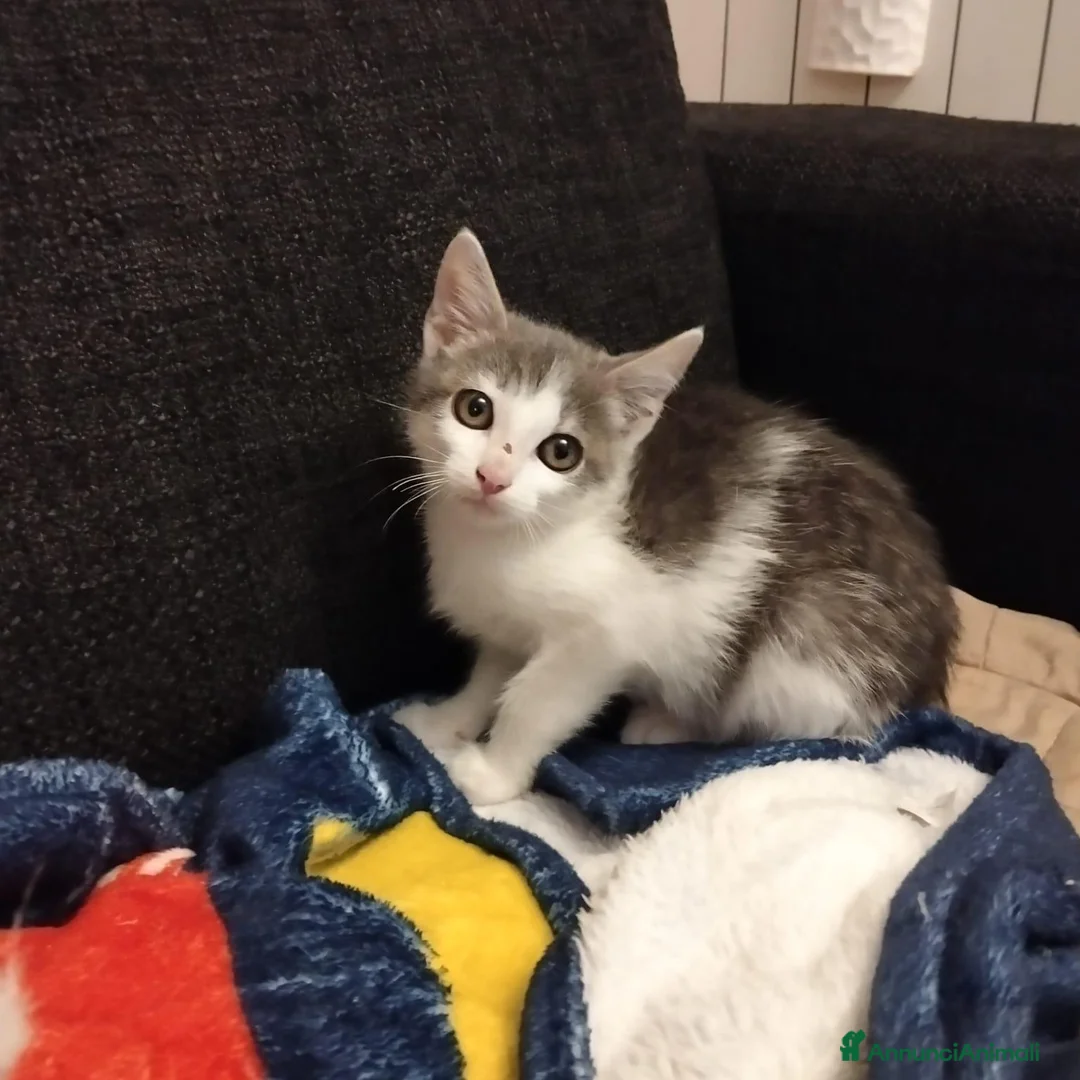Altre razze gatti in regalo: Piccolo micetto di quasi due mesi cerca casa - Annuncio 1