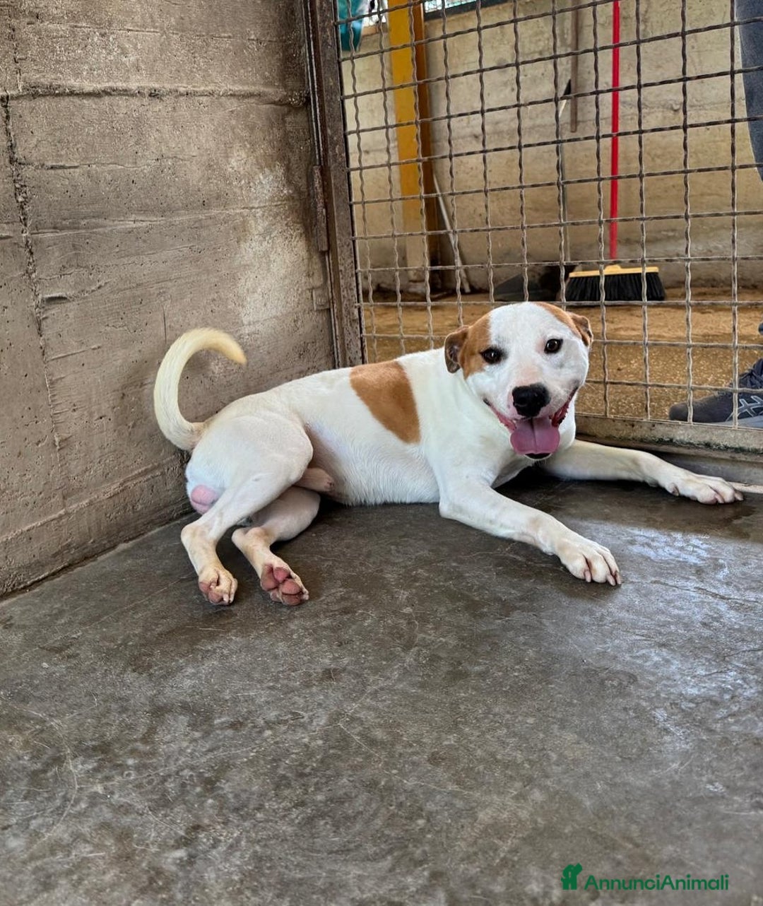 Staffordshire cani in regalo: IGOR, dolcissimo mix STAFFY! - Annuncio 5