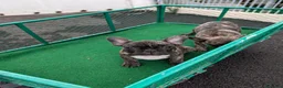Bulldog Francese cani in vendita: Cuccioli bulldog francese - Annuncio 3