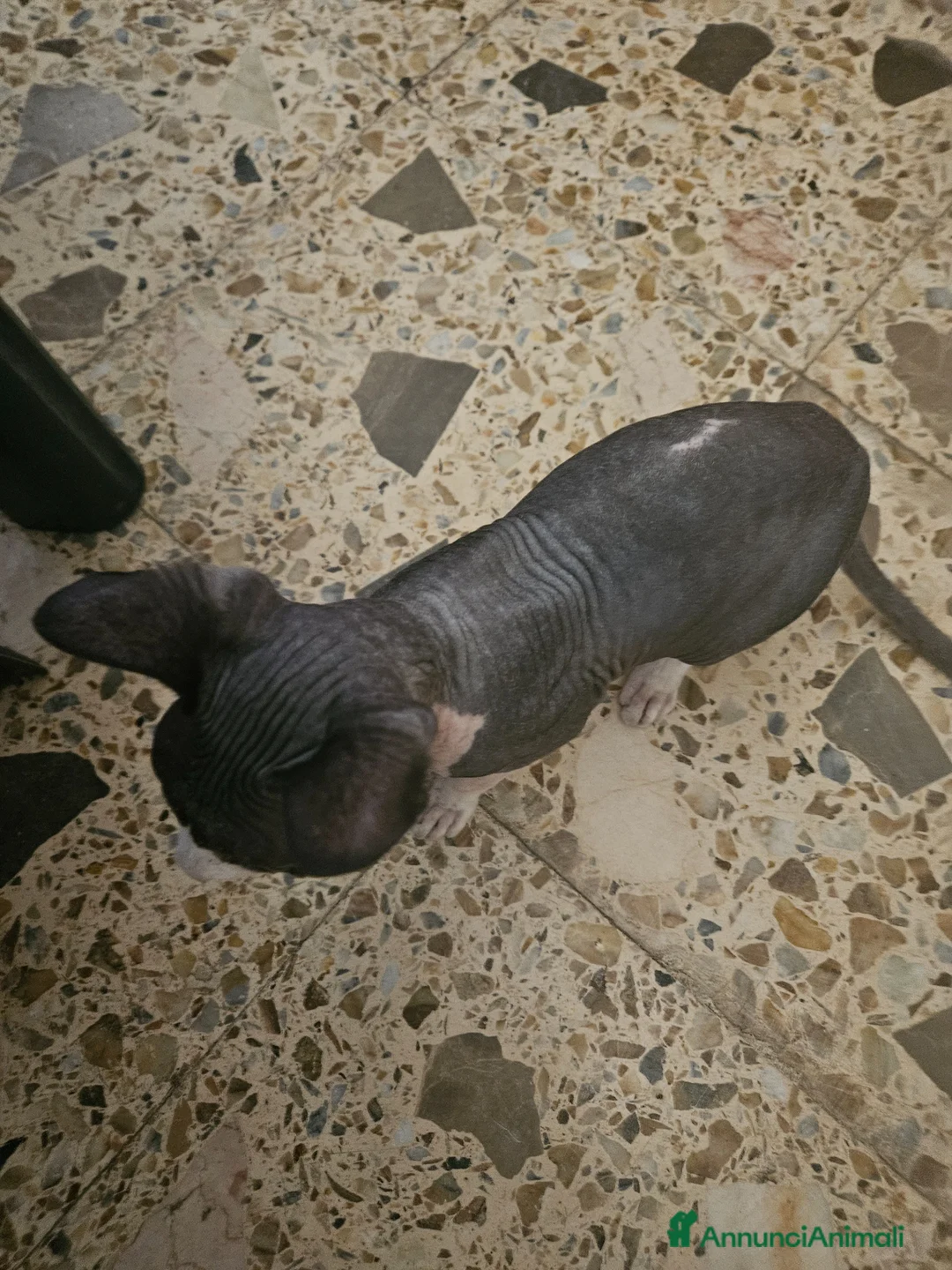 Sphynx gatti in vendita: Vendo gatto nudo SPYNX - Annuncio 7