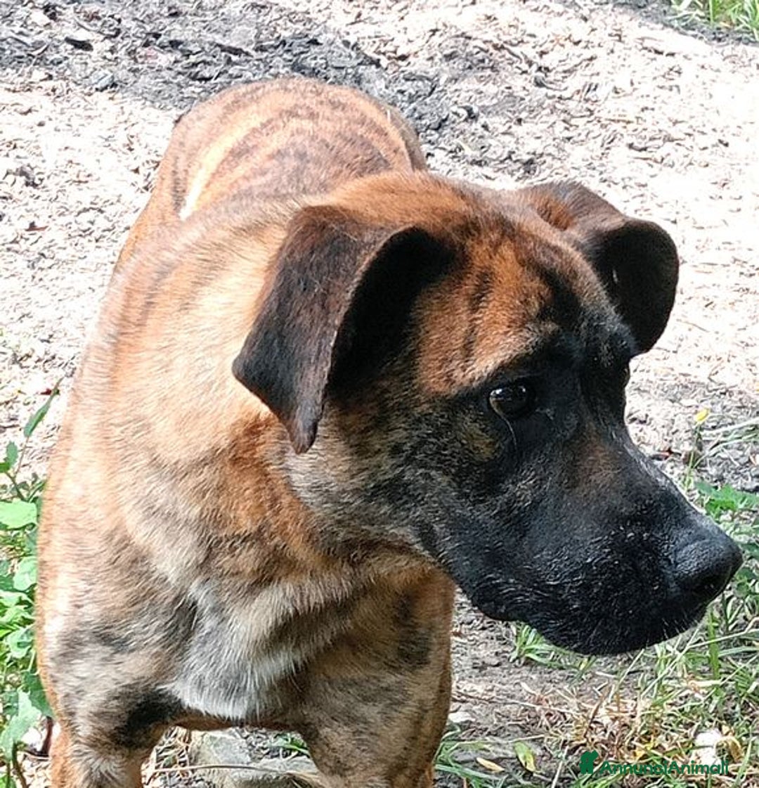 Boxer cani in regalo: RUNA, MERAVIGLIOSA MIX BOXER - Annuncio 5