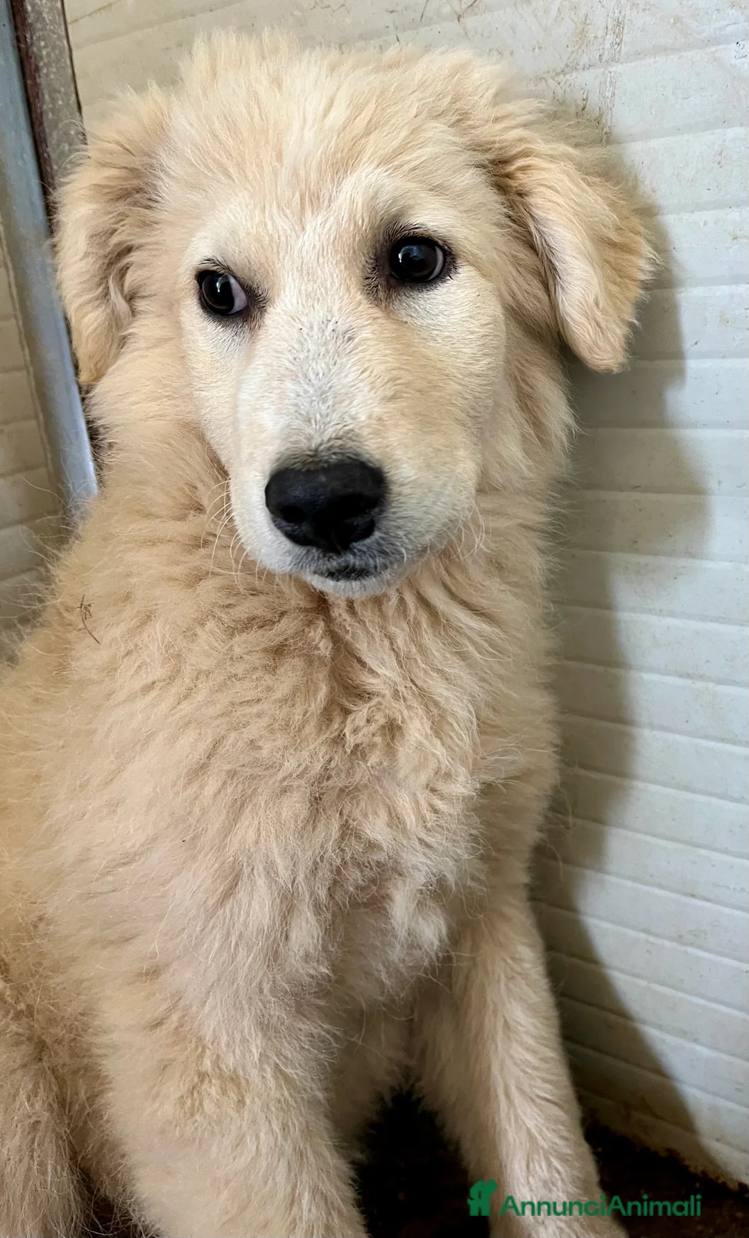 Pastore Maremmano cani in regalo: Zara cerca famiglia - Annuncio 6