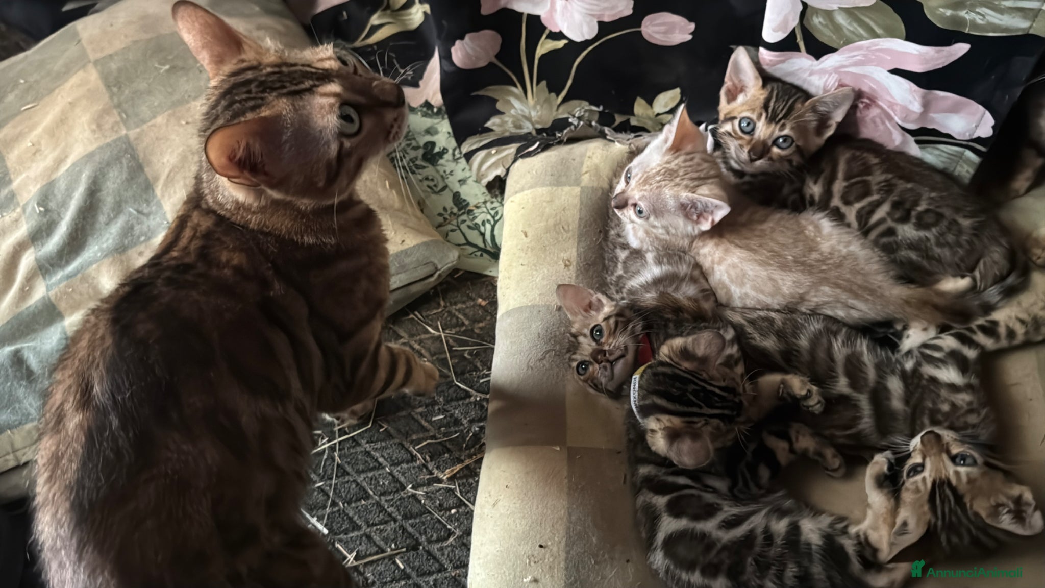 Bengala gatti in vendita: Cuccioli di Bengal / Bengala - Annuncio 4