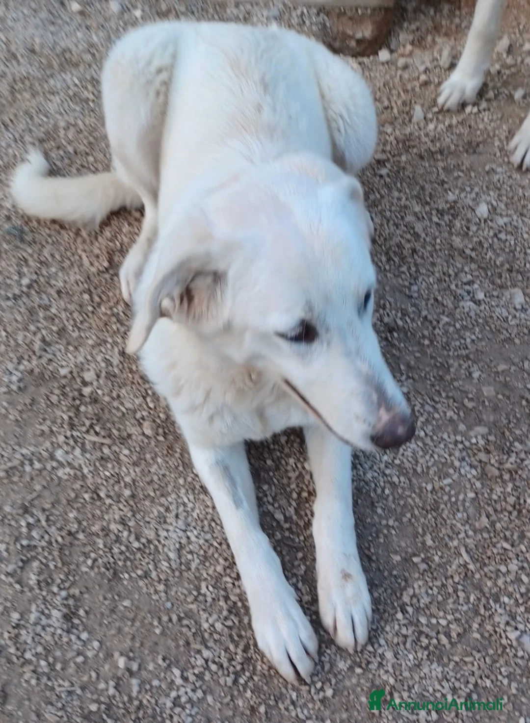 Meticcio cani in regalo: ADOTTA LA DOLCE ZULEYA a Città metropolitana di Roma Capitale - Annuncio 3