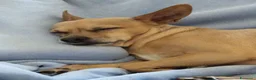 Pinscher Miniatura cani per accoppiamento: Cerco fidanzata per la mia prima volta  - Annuncio 6