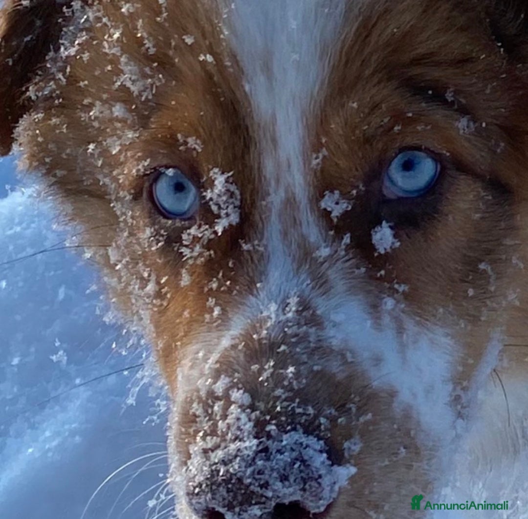 Australian Shepherd cani per accoppiamento: Pastore australiano, 3 anni, stallone - Annuncio 2