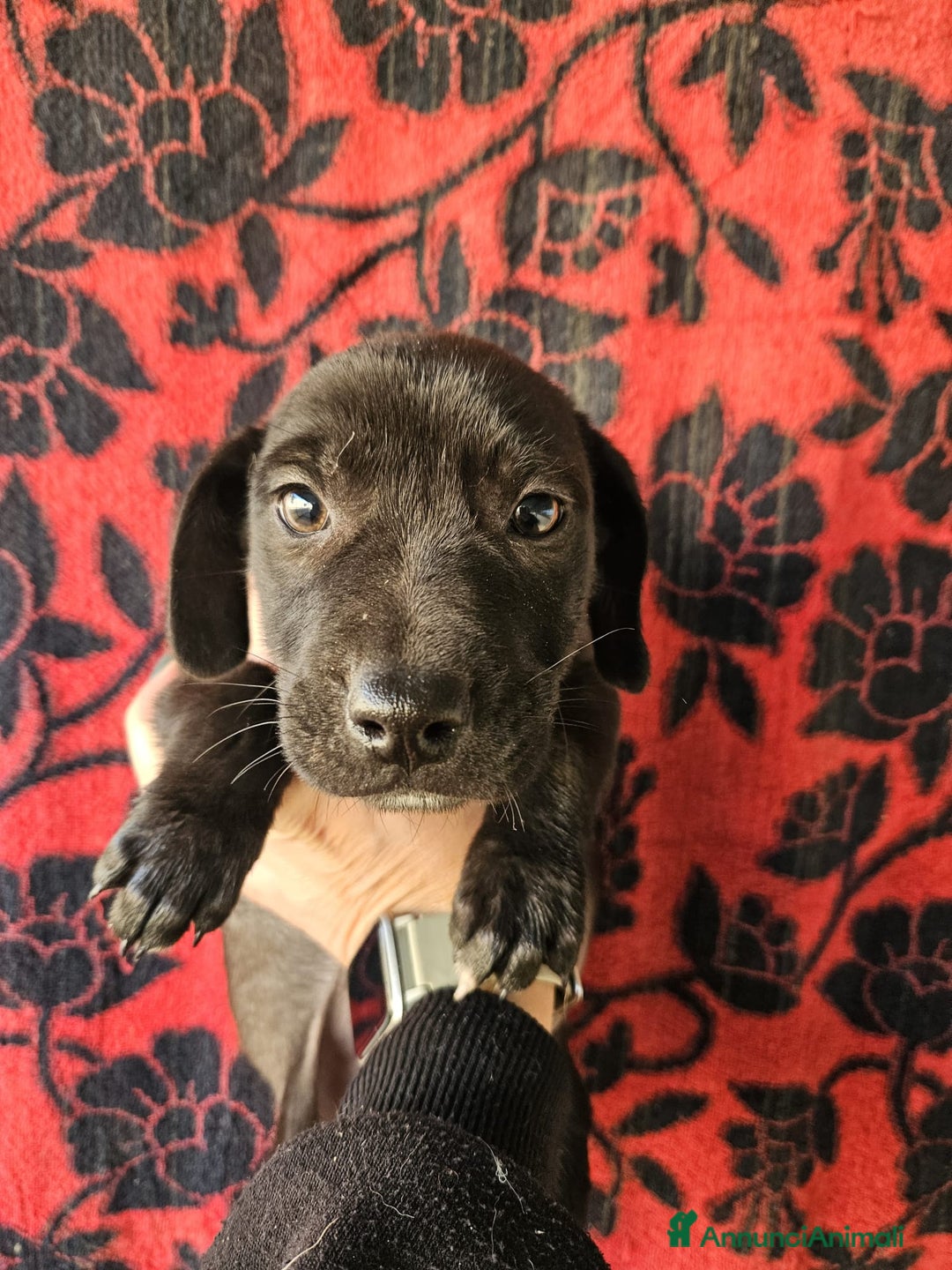 Meticcio cani in regalo: Gelso: 2 mesi taglia piccola  - Annuncio 8