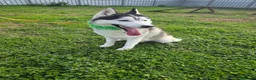 Husky cani in regalo: Siberius, husky, in canile - Annuncio 8