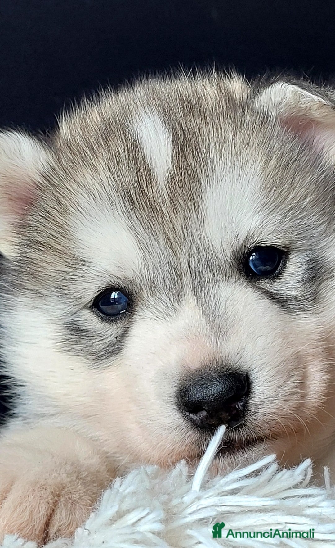 Husky cani SIBERIAN HUSKY CUCCIOLATA CON PEDIGREE  - Annuncio 1