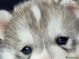 Husky cani SIBERIAN HUSKY CUCCIOLATA CON PEDIGREE - Annuncio 1