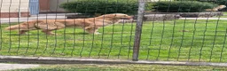 Golden Retriever cani in vendita: Golden retriever 90%linea americana pedigree ENCI  - Annuncio 30