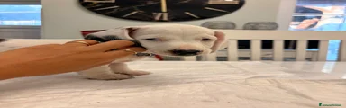 Bassotto Piebald