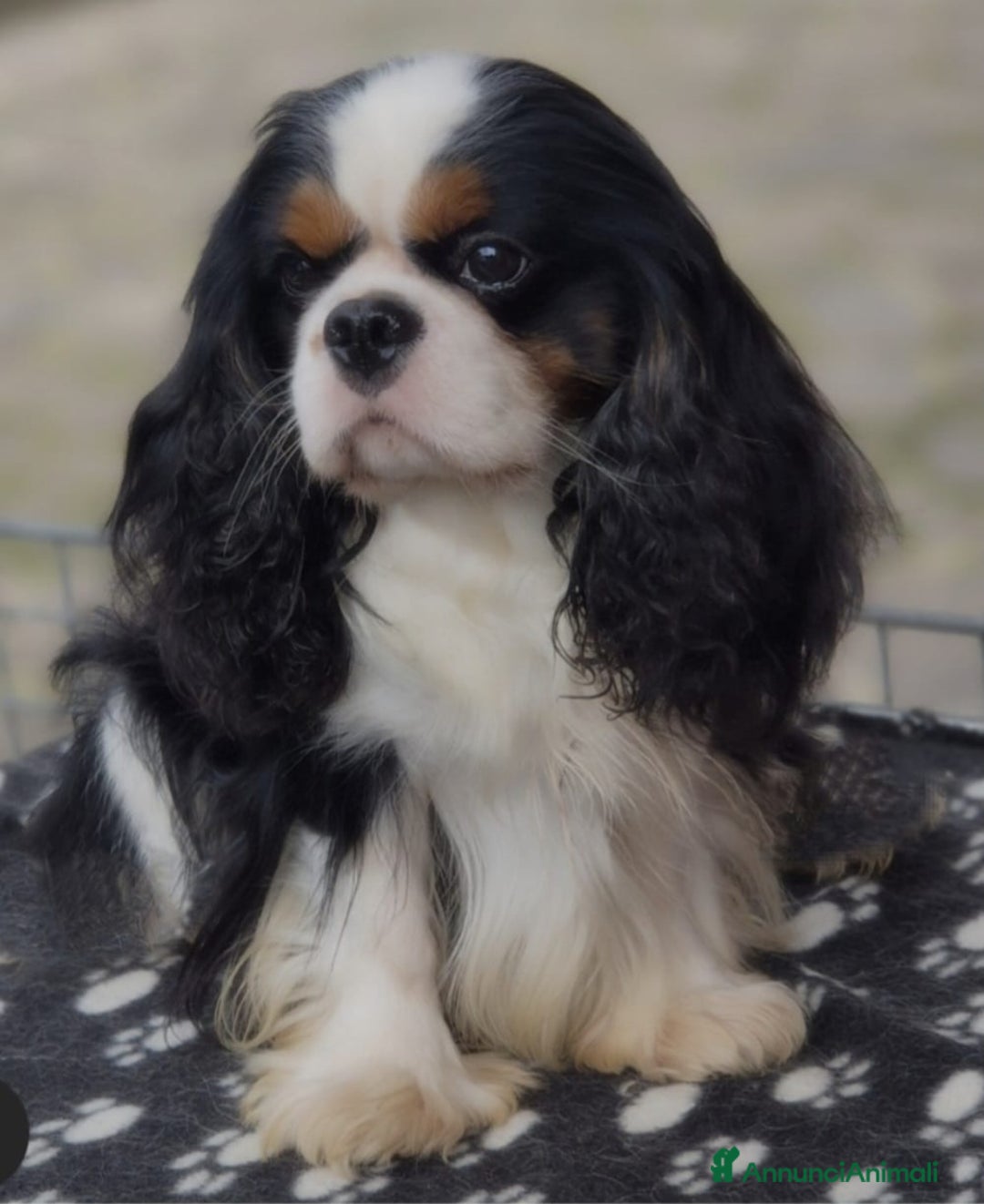 Cavalier King cani in vendita: Cuccioli Cavalier King Charles Spaniel  - Annuncio 8