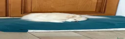Spitz cani in vendita: Splendidi esemplari di Spitz Pomerania di 2 anni a Città Metropolitana di Bologna - Annuncio 5