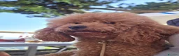 Barboncino cani in vendita: Barboncino nani red - Annuncio 10