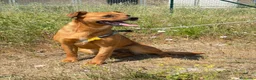 Meticcio cani in regalo: Stella a Provincia di Padova - Annuncio 3