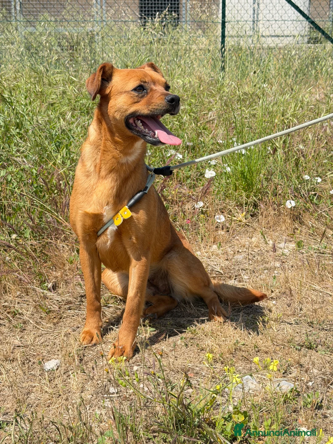 Meticcio cani in regalo: Stella a Provincia di Padova - Annuncio 3