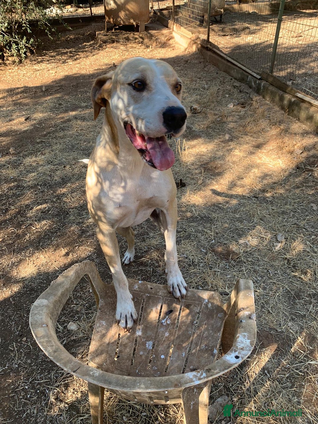 Meticcio cani in regalo: Rosy bella equilibrata dolce socievole  - Annuncio 9