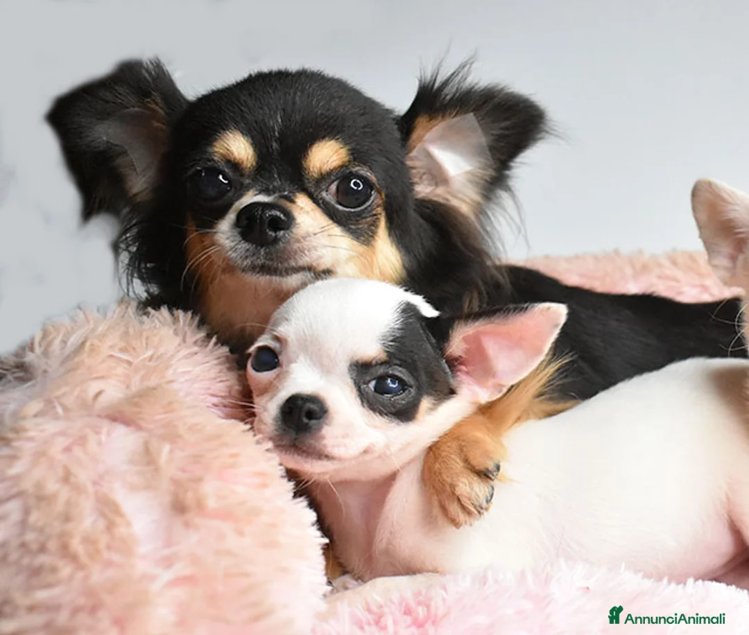 Chihuahua cani in vendita: Chihuahua cucciola. a Città metropolitana di Roma Capitale - Annuncio 2