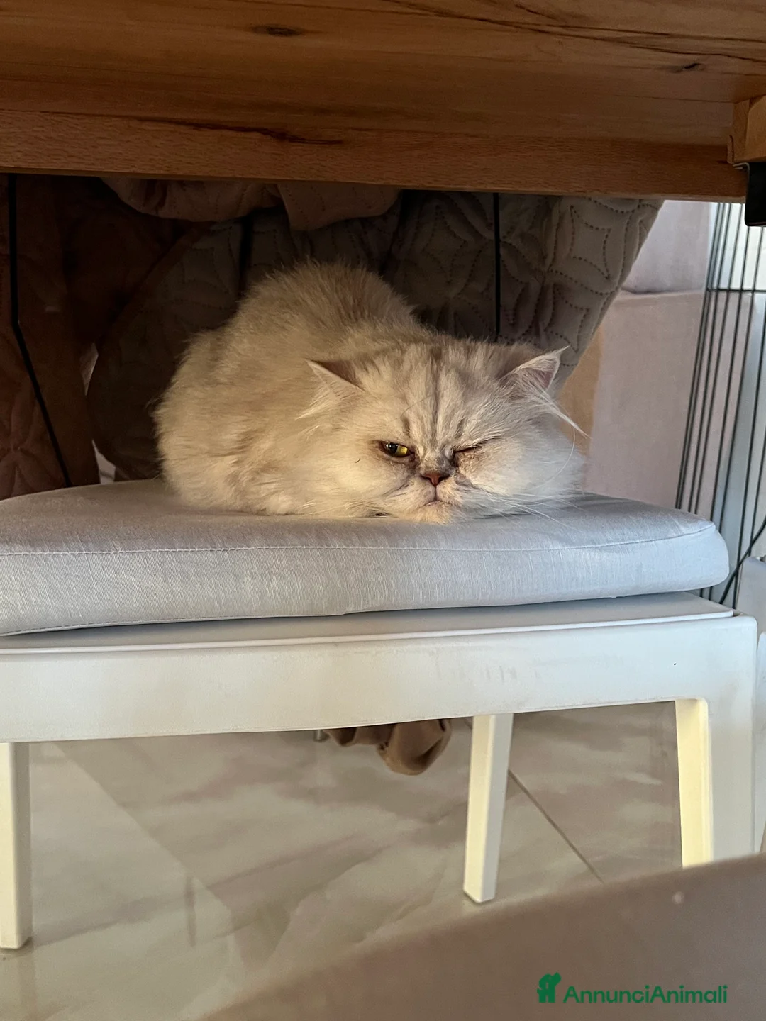 Scottish gatti in regalo: Femminuccia di 4 anni - Annuncio 6