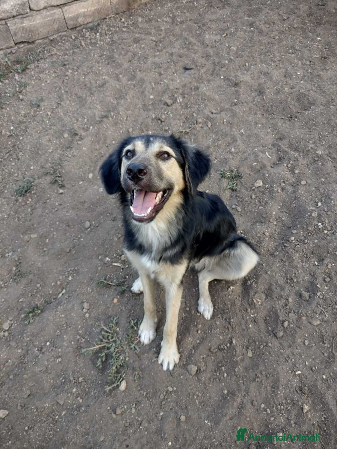 Meticcio cani in regalo: Splendido Simil Pastore (Catania) - Annuncio 6