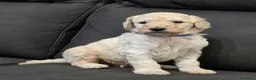 Barbone cani in vendita: Cuccioli Barbone Grande Mole - Annuncio 10