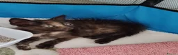 Meticcio cani in regalo: GATTINI DOLCISSIMI - Annuncio 8