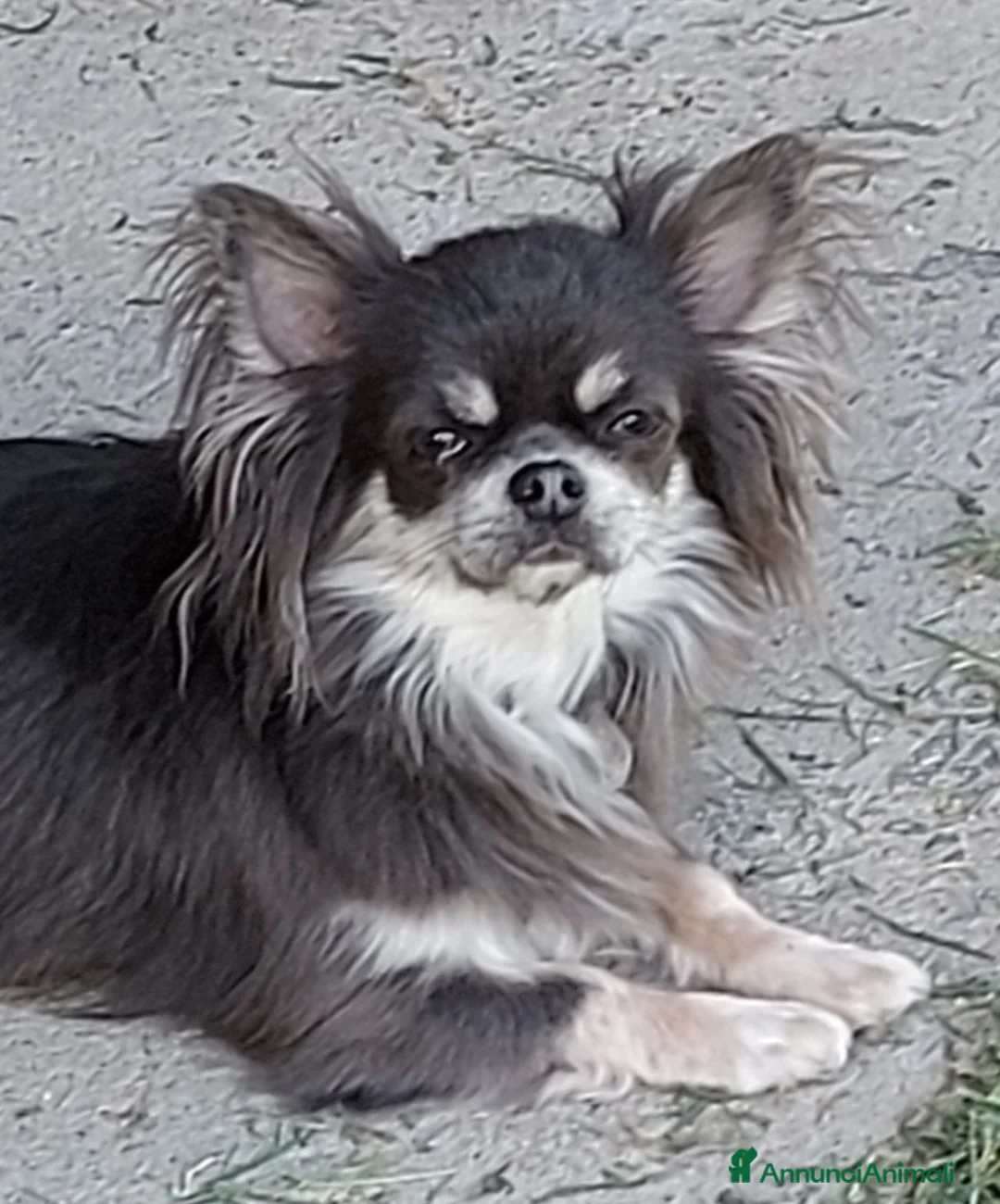 Immagine della galleria {{count}}