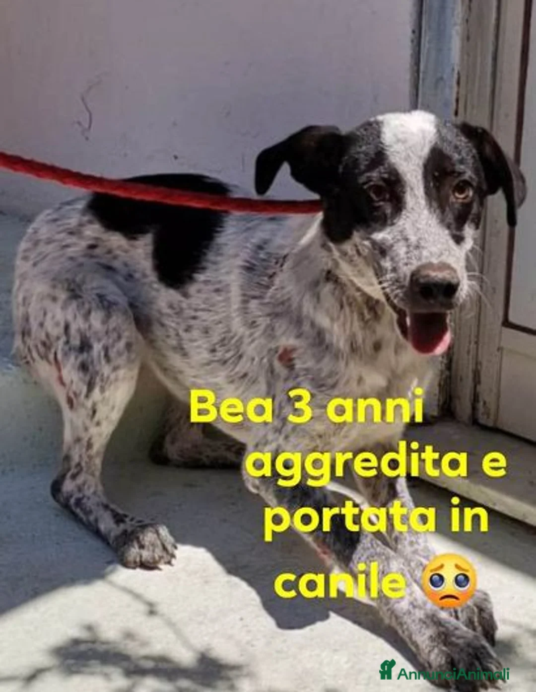 Meticcio cani in regalo: BEA brava - aggredita e butta in canile! - Annuncio 1