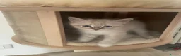 Siberiano gatti in vendita: Gattini Siberiani disponibili ad agosto a Città Metropolitana di Bologna - Annuncio 3
