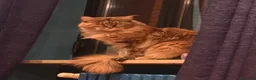 Maine Coon gatti in vendita: Gatto Maine Coon Black Tortie femmina - Annuncio 3