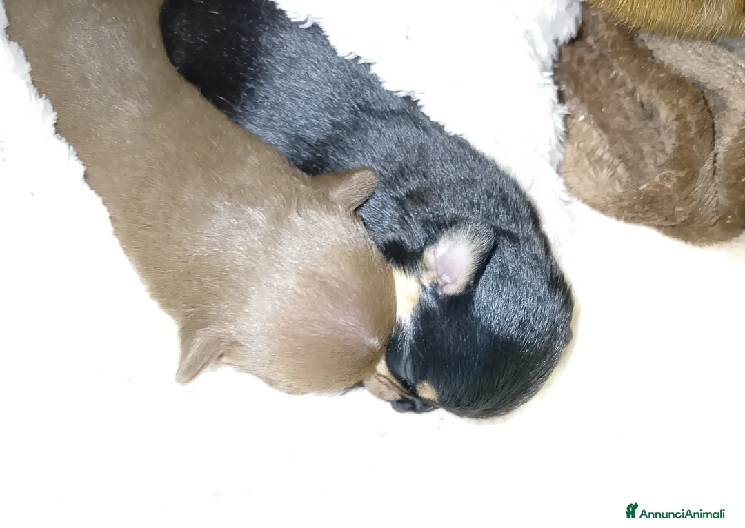 Chihuahua cani in vendita: Chihuahua pedigree ENCI  - Annuncio 1