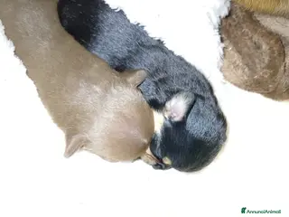 Chihuahua cani Chihuahua pedigree ENCI - Annuncio 1