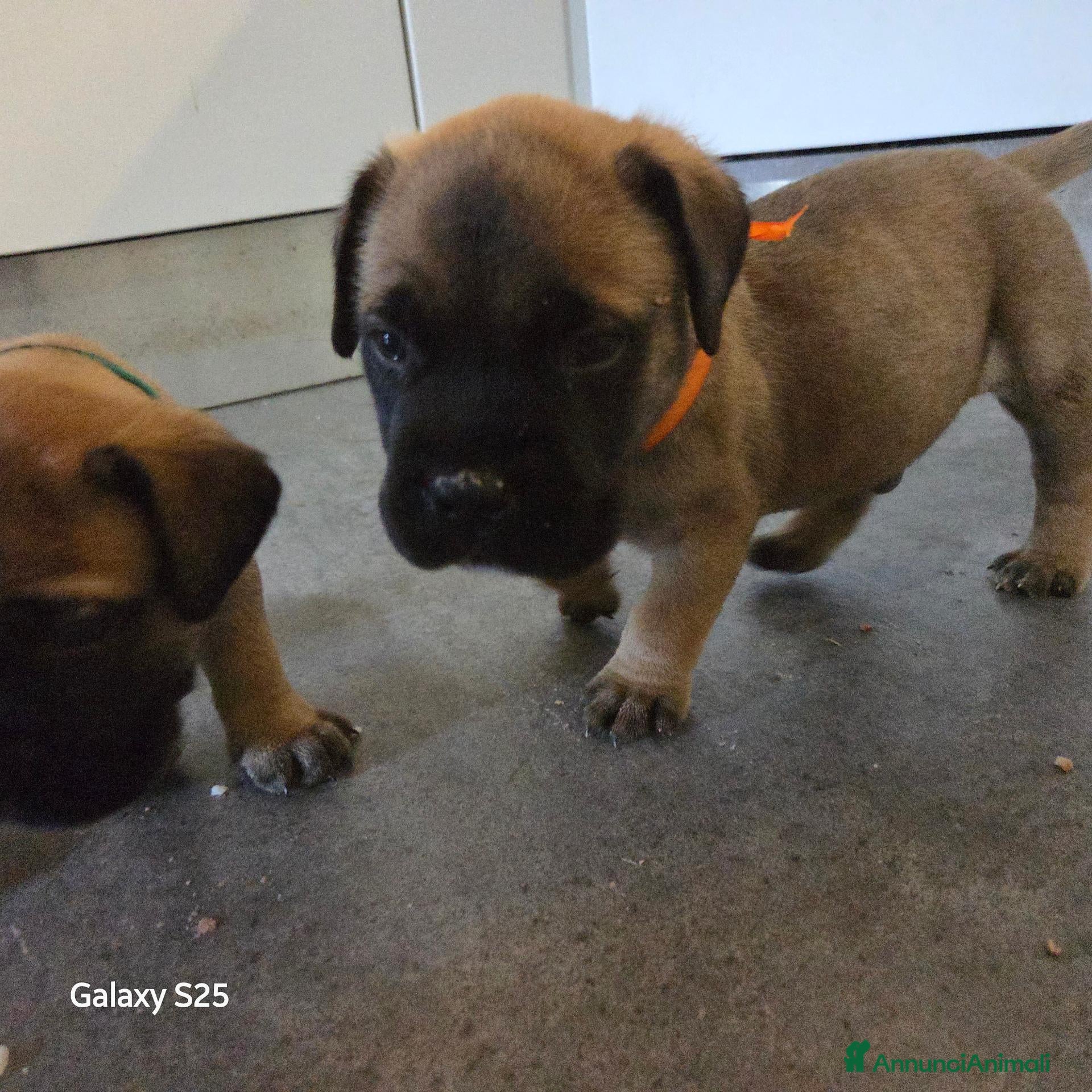 Bullmastiff cani 🐾 *CUCCIOLI BULLMASTIFF CON PEDIGREE* 🐾 - Annuncio 2