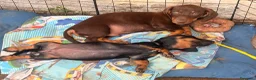 Bassotto cani in vendita: Bassotti - Annuncio 11
