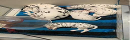Dalmata cani in vendita: Cuccioli dalmata a Provincia autonoma di Trento - Annuncio 4