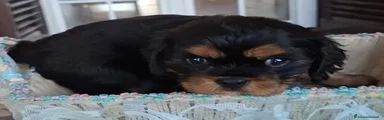 Cavalier King 1