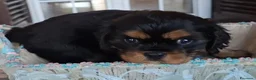Cavalier King cani in vendita: Cavalier king black and tan pedigree  - Annuncio 2