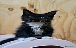 Maine Coon gatti in vendita: Cuccioli Maine Coon con Pedigree - Immagine 3